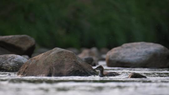 野鸭小溪戏水觅食流水石块