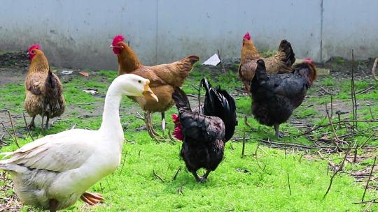 一群鸡在草地上找食物