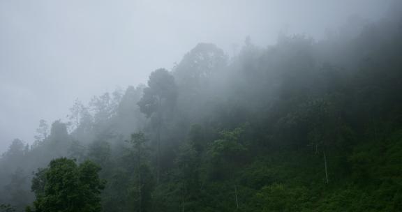 雨中的山林