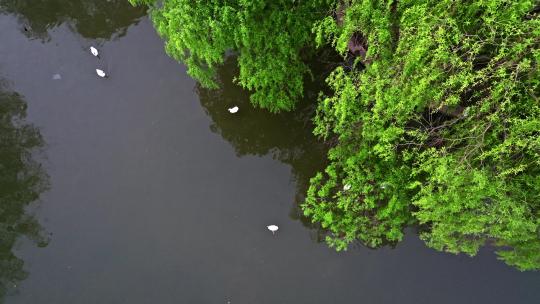 隋唐植物园滴翠湖视频素材模板下载