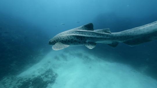 水下拍摄豹纹鲨