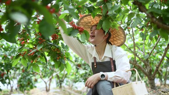 中年女性农民在果园采摘小樱桃