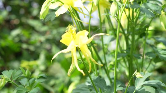 春天春季立春鲜花盛开开花