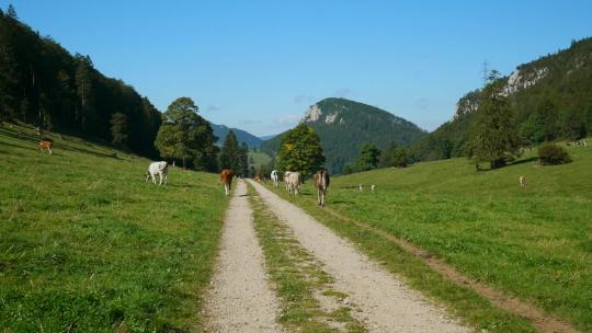 牛群走在山间小道