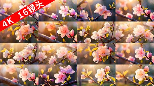桃花 蔷薇科粉色黄色红色紫色桃子水4K高清在线视频素材下载