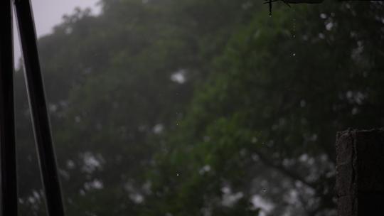 雨天雨季树林树荫树叶