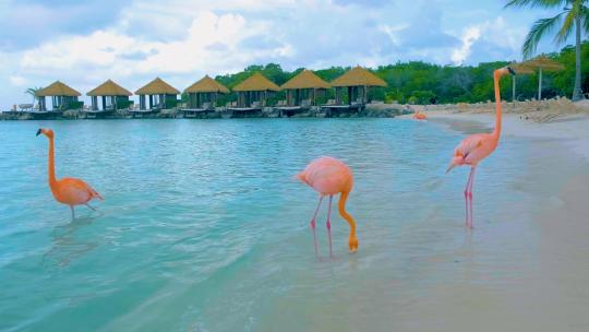 火烈鸟阿鲁巴海滩与粉色火烈鸟在海滩火烈鸟在阿鲁巴海滩加勒比