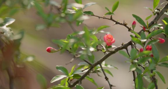 春雨中的红色小花