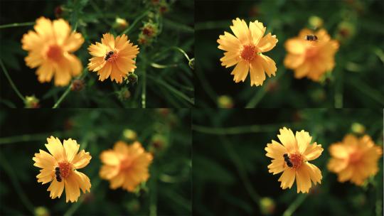 蜜蜂采蜜 花草 金鸡菊 新疆 4k变焦特写高清在线视频素材下载