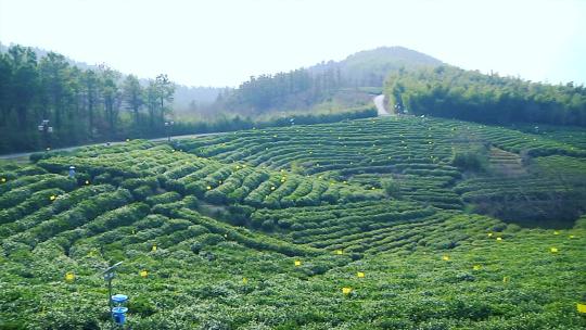 风景区 游览 茶山