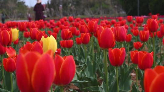 春天公园里盛开的郁金香花海自然风光