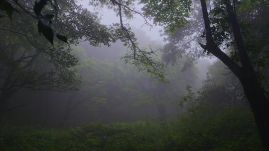 雨后幽暗森林迷雾森林视频素材模板下载