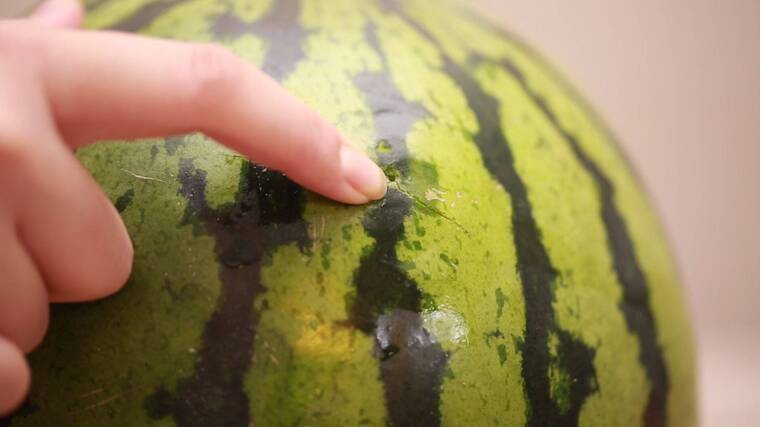 西瓜注水实验13