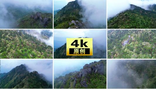 雨后意境 自然空镜意境云雾高山森林杜鹃高清在线视频素材下载