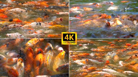 公园鱼塘里的锦鲤金鱼高清在线视频素材下载