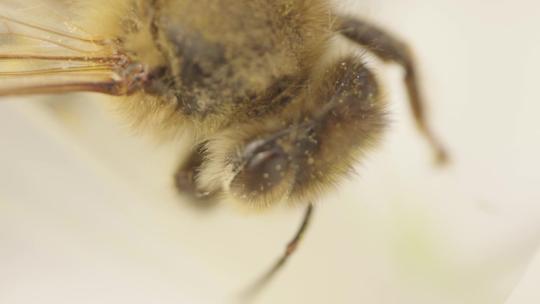 春天蜜蜂采蜜微距摄影