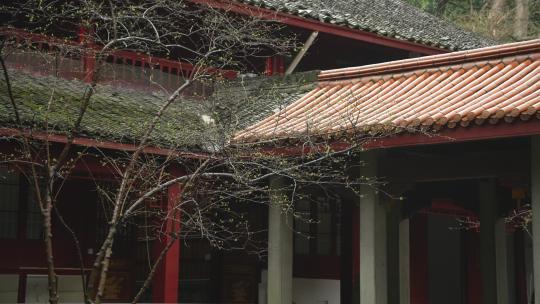 下雨天杭州寺庙古建筑前的植物