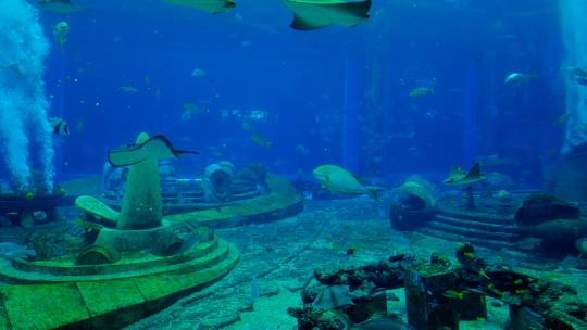 海洋馆水族馆海底世界鱼群视频素材模板下载