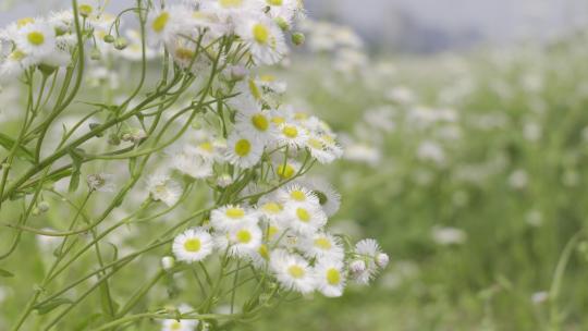 小清新鲜花阳光和雏菊