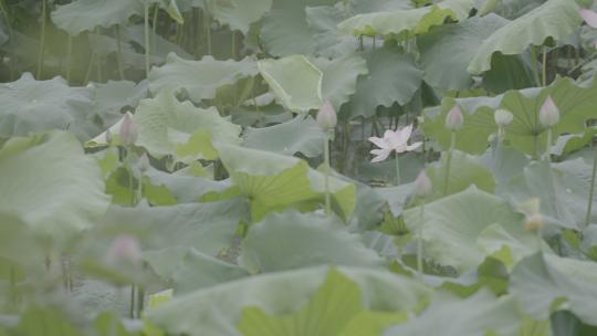 夏季湿地湖河池塘荷花莲藕荷叶户外自然