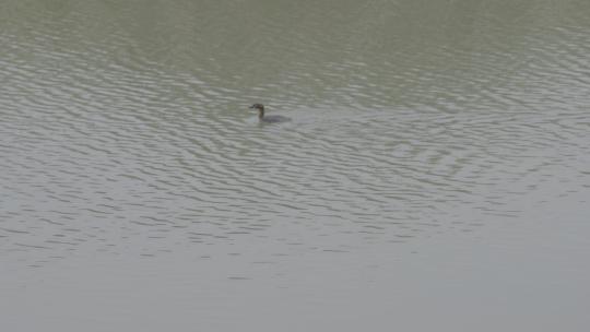中国南方江浙沪湿地森林公园溪水鸭子游泳