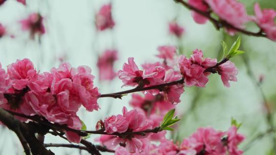 春天桃花开放