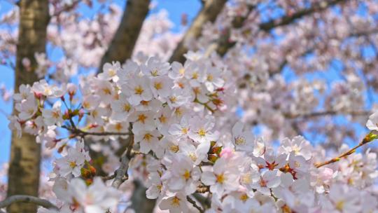 春天盛开的樱花树花朵随风摇曳