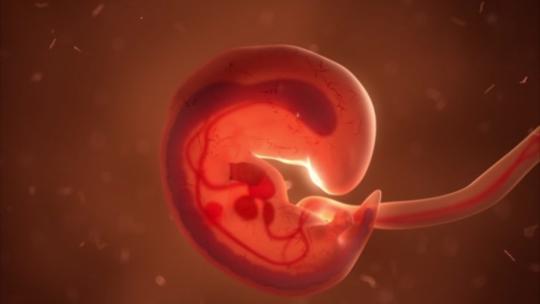 胎儿成长过程
