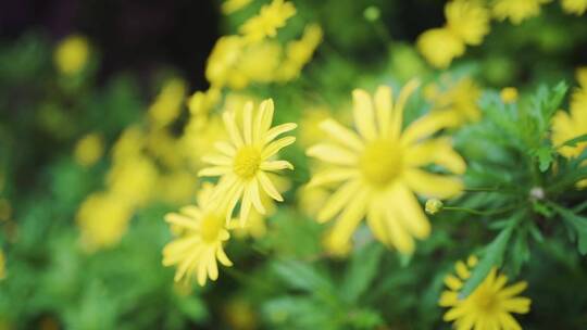 户外徒步旅行路边盛开的黄色野花
