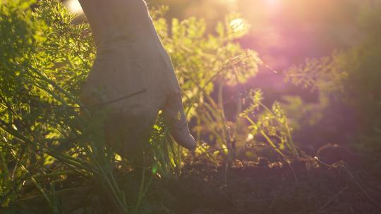 农民菜地拔胡萝卜手特写