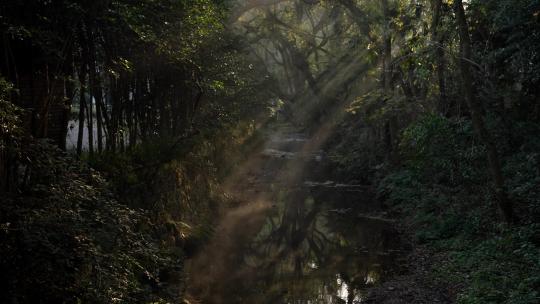杭州九溪早晨的阳光透过树枝洒在雾气小溪
