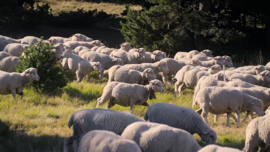 山坡放牧绵羊养殖视频素材模板下载