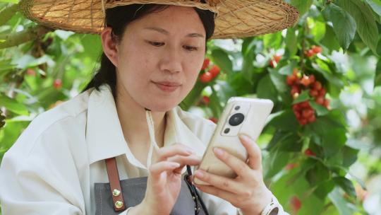 女性农民在果园采摘樱桃视频素材模板下载