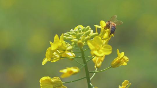 油菜花蜜蜂采蜜视频素材模板下载