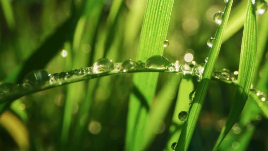 清晨阳光草地露珠露水