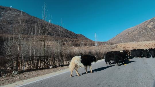 西藏旅游风光318国道车窗外过路牦牛牧民
