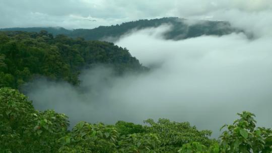 天然森林里山间云雾美好自然生态