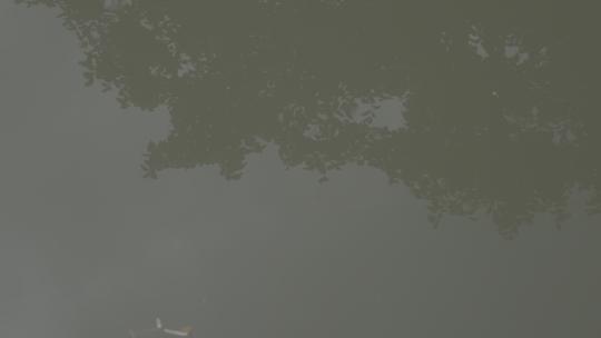 中国南方水乡森林湿地池塘湖泊夏季树木倒影视频素材模板下载