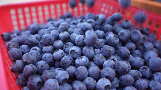 水果园采摘蓝莓视频素材模板下载