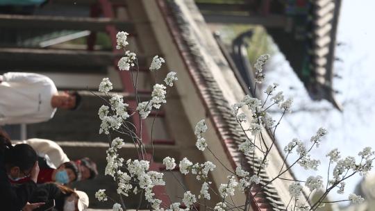 济南五龙潭，春季樱花植物盛开洁白如雪