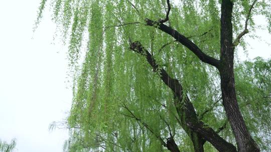杭州西湖春天清明节雨天柳树