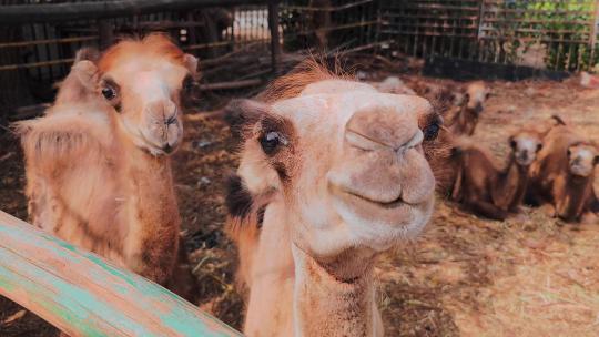 新疆吐鲁番养殖场可爱的骆驼