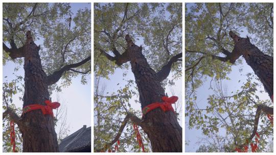 慢镜头旋转拍摄一棵参天大树