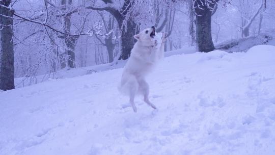 雪地中玩耍的狗狗萨摩耶玩雪的狗