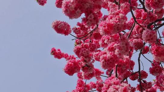 春暖花开樱花盛开合集