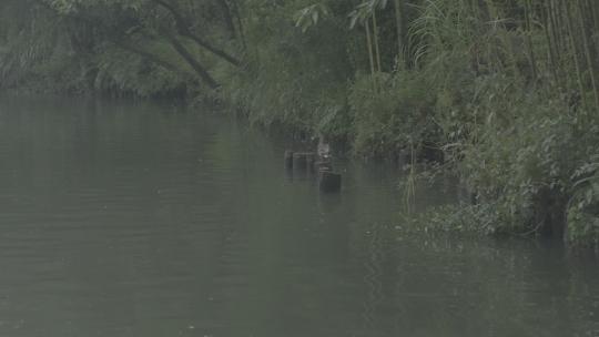 夏日南方湿地森林鸭子湖水鸟类户外自然环境