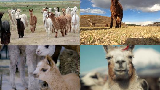 [合集]驯化的南美骆驼高原羊驼喂养