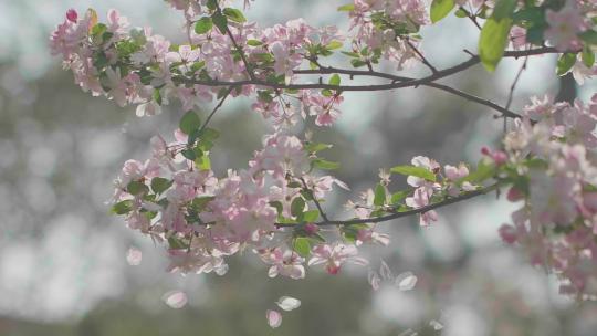 花瓣樱花从女孩手里落下握不住的春天