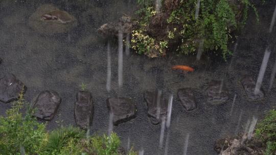 暴雨中池塘里的金色锦鲤
