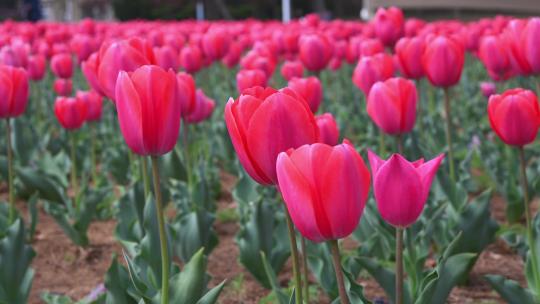 春天公园里盛开的郁金香花海自然风光